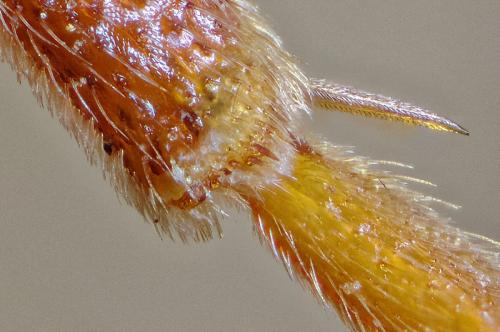 Nomada marshamella